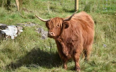 August in Scotland, and What I Put Down